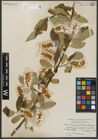 Foto von Salix serissima (L. H. Bailey) Fern.